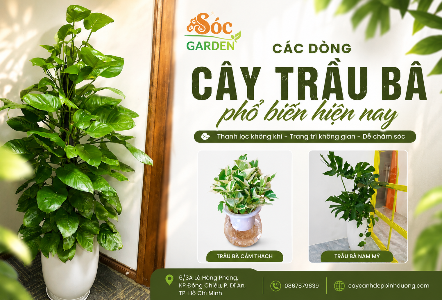 Các dòng cây Trầu Bà phổ biến hiện nay