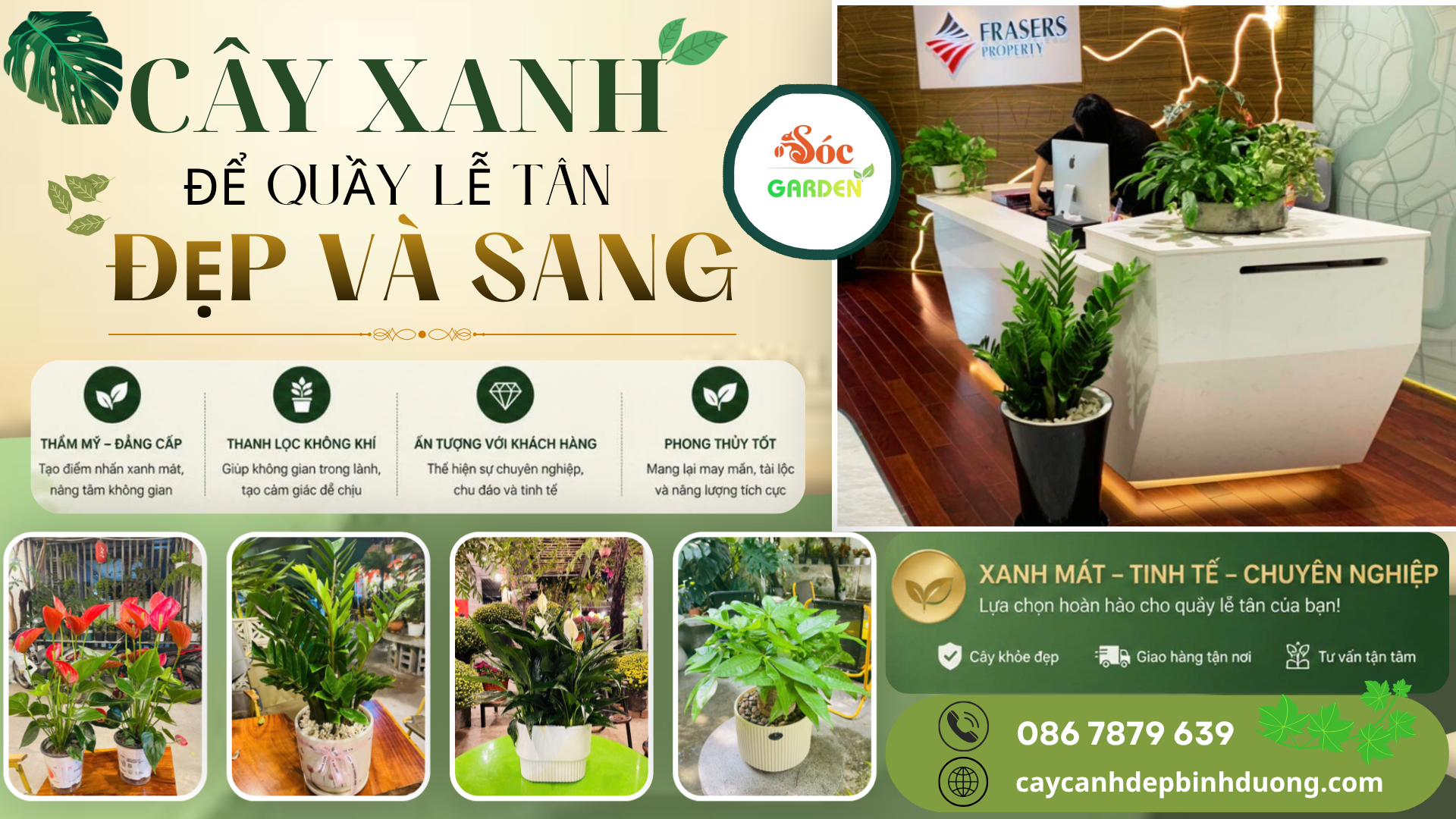 Các loại cây để quầy lễ tân đẹp và sang