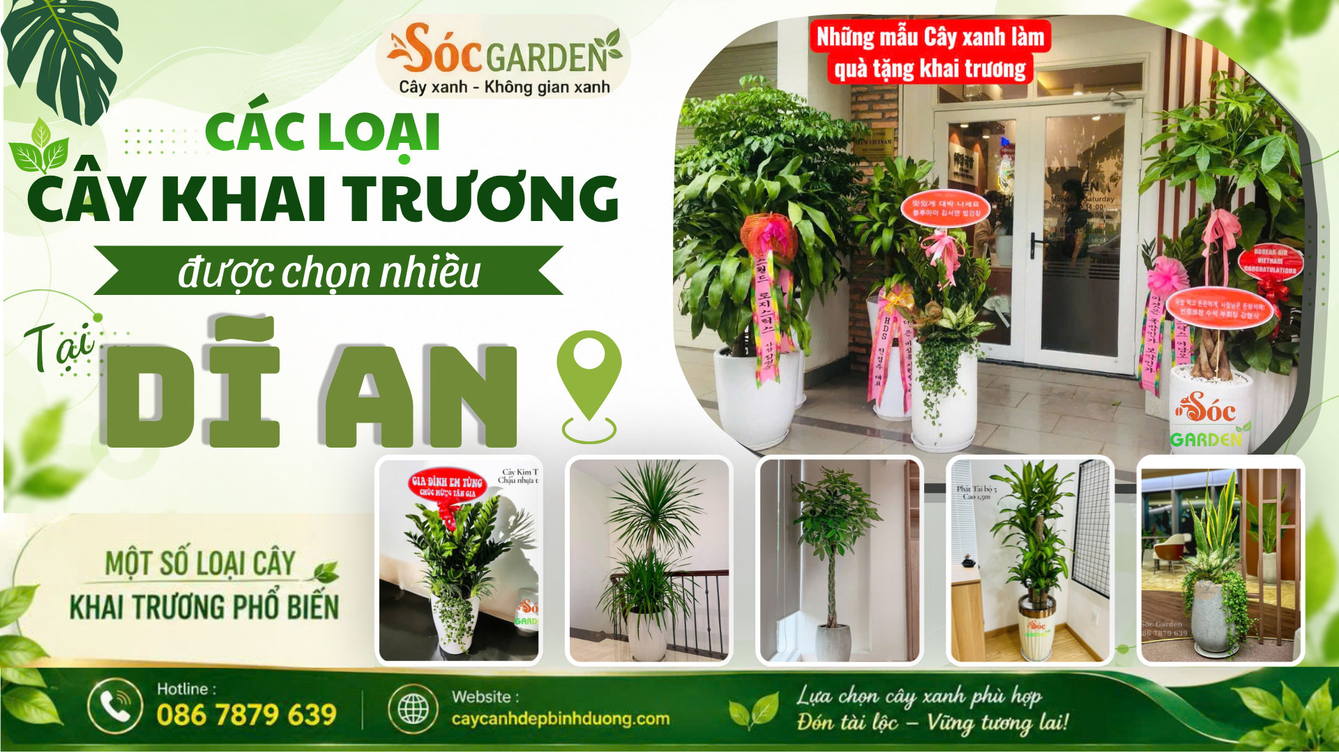 Các loại cây khai trương được chọn nhiều tại Dĩ An