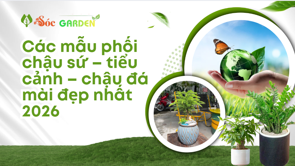 Các mẫu phối chậu sứ–tiểu cảnh–chậu đá mài đẹp nhất