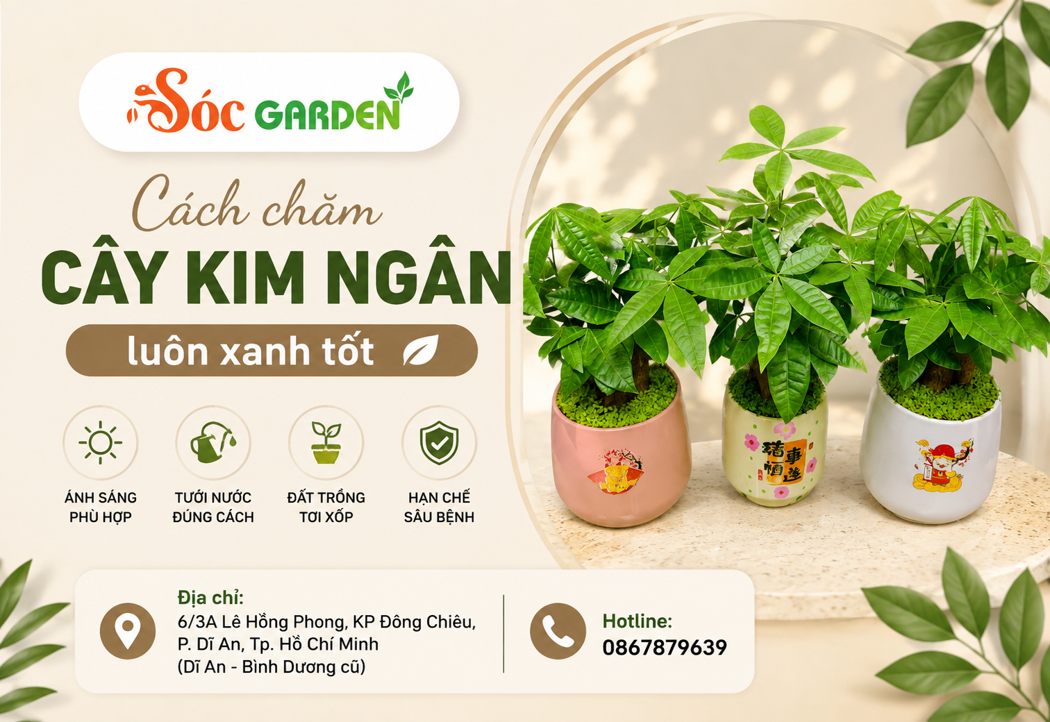 Cách chăm cây Kim Ngân luôn xanh tốt