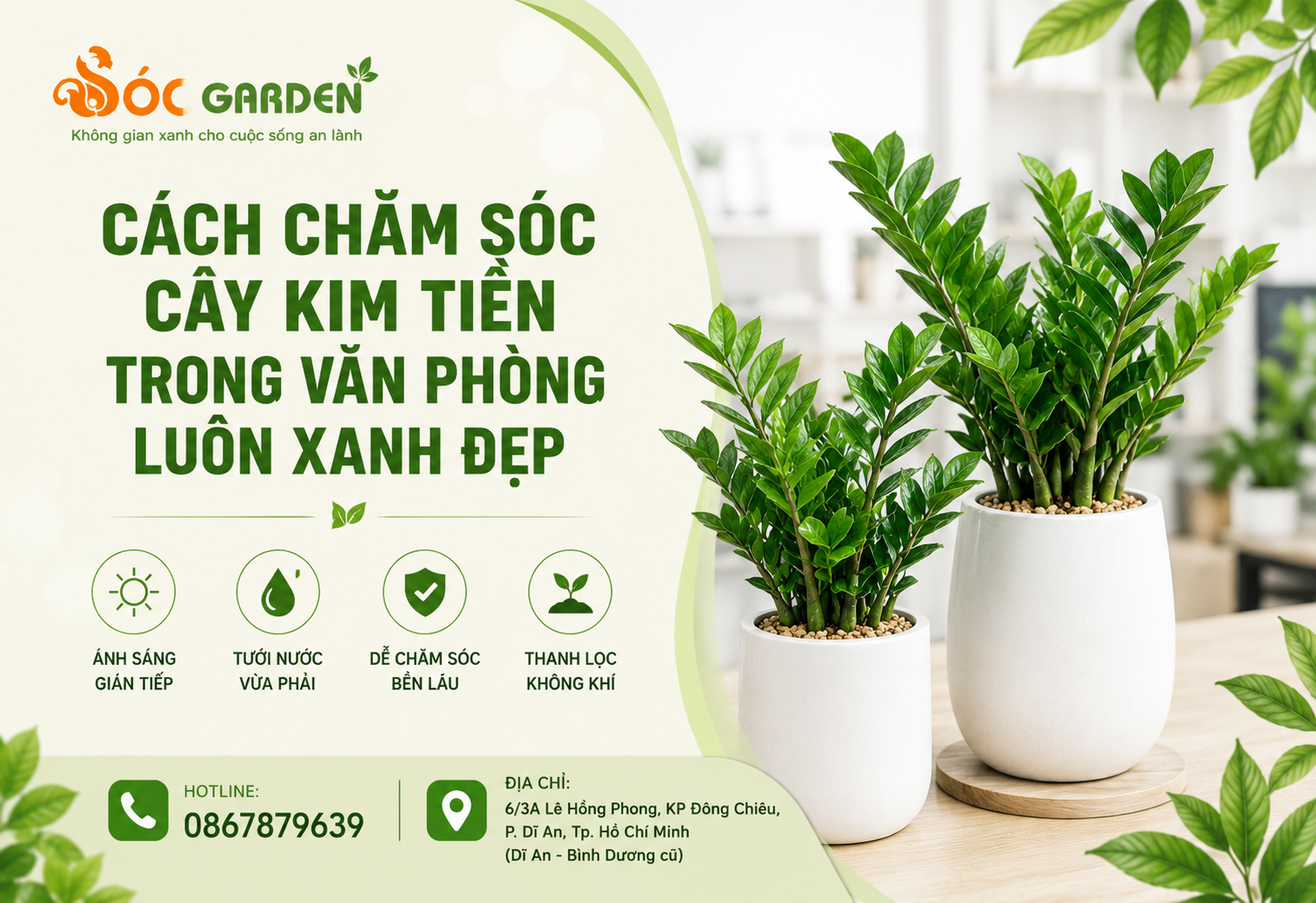 Cách chăm sóc cây Kim Tiền trong văn phòng luôn xanh đẹp