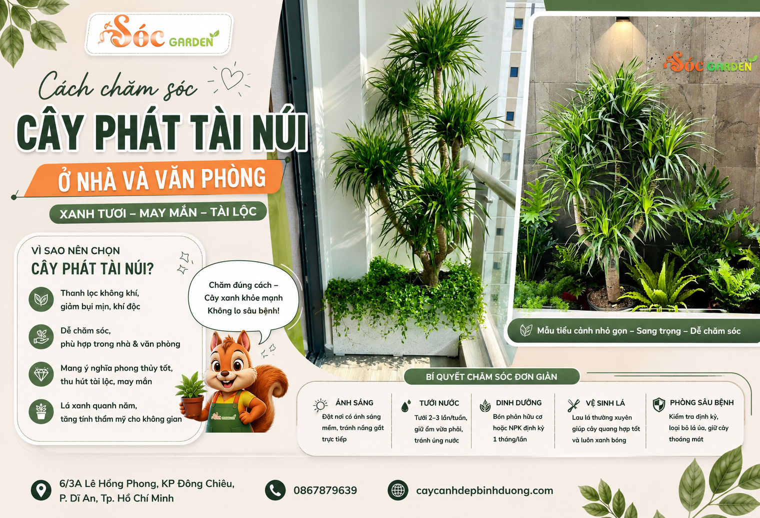 Cách chăm sóc cây Phát Tài Núi ở nhà và văn phòng