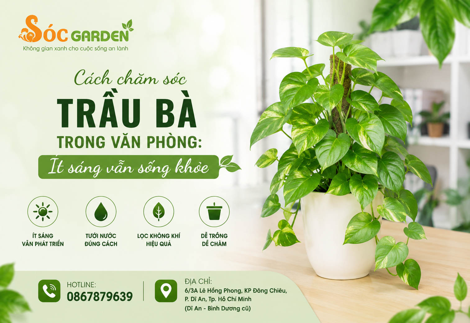 Cách chăm sóc Trầu Bà trong văn phòng: Ít sáng vẫn sống khỏe