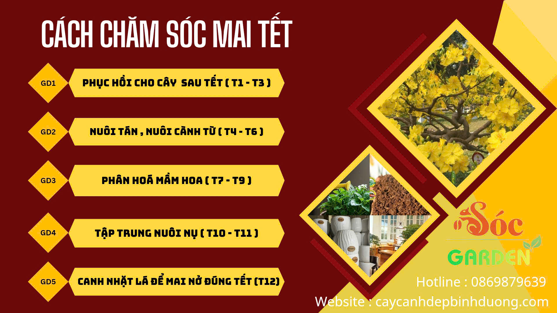 Dịch Vụ Thuê Mai Tết và Chăm Sóc Mai Ở Đâu?