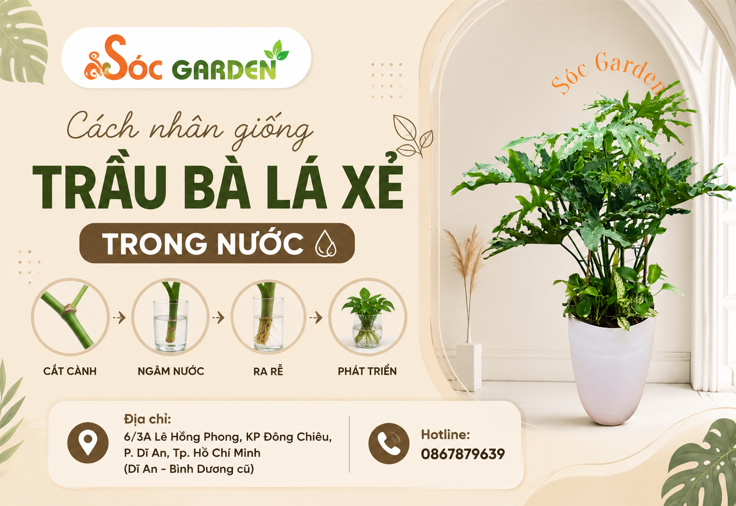Hướng dẫn nhân giống trầu bà lá xẻ bằng nước cực dễ