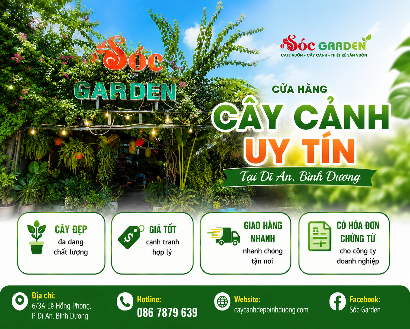 Địa Chỉ Mua Cây Phát Tài Núi Uy Tín