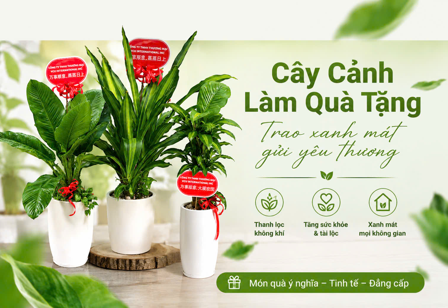 Cây quà tặng sang trọng giá hợp lý