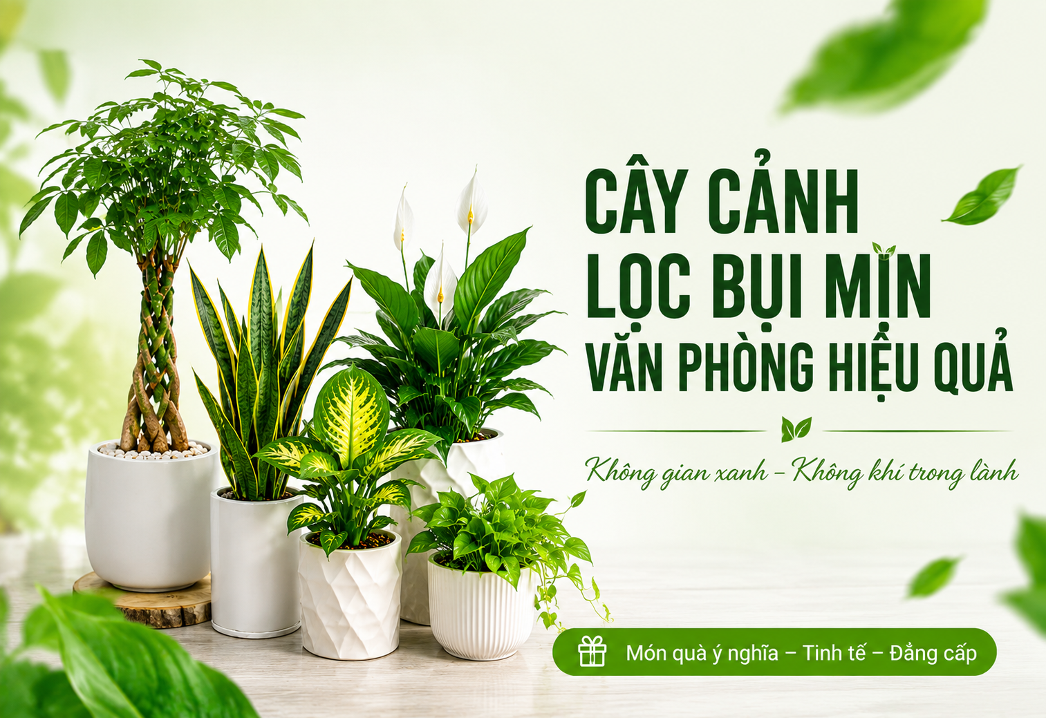Cây cảnh thanh lọc không khí