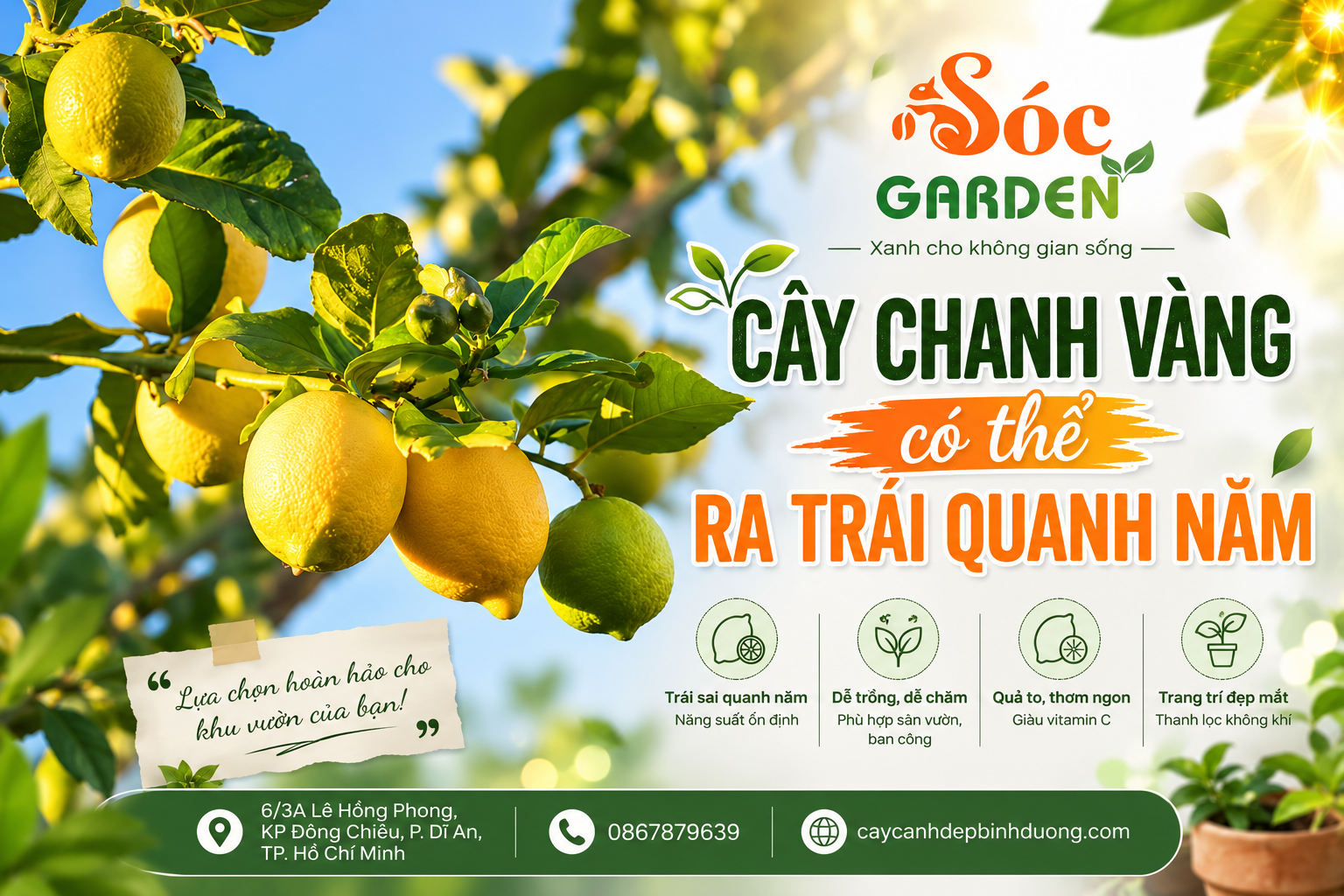 Loại cây này còn mang ý nghĩa phong thủy tốt lành