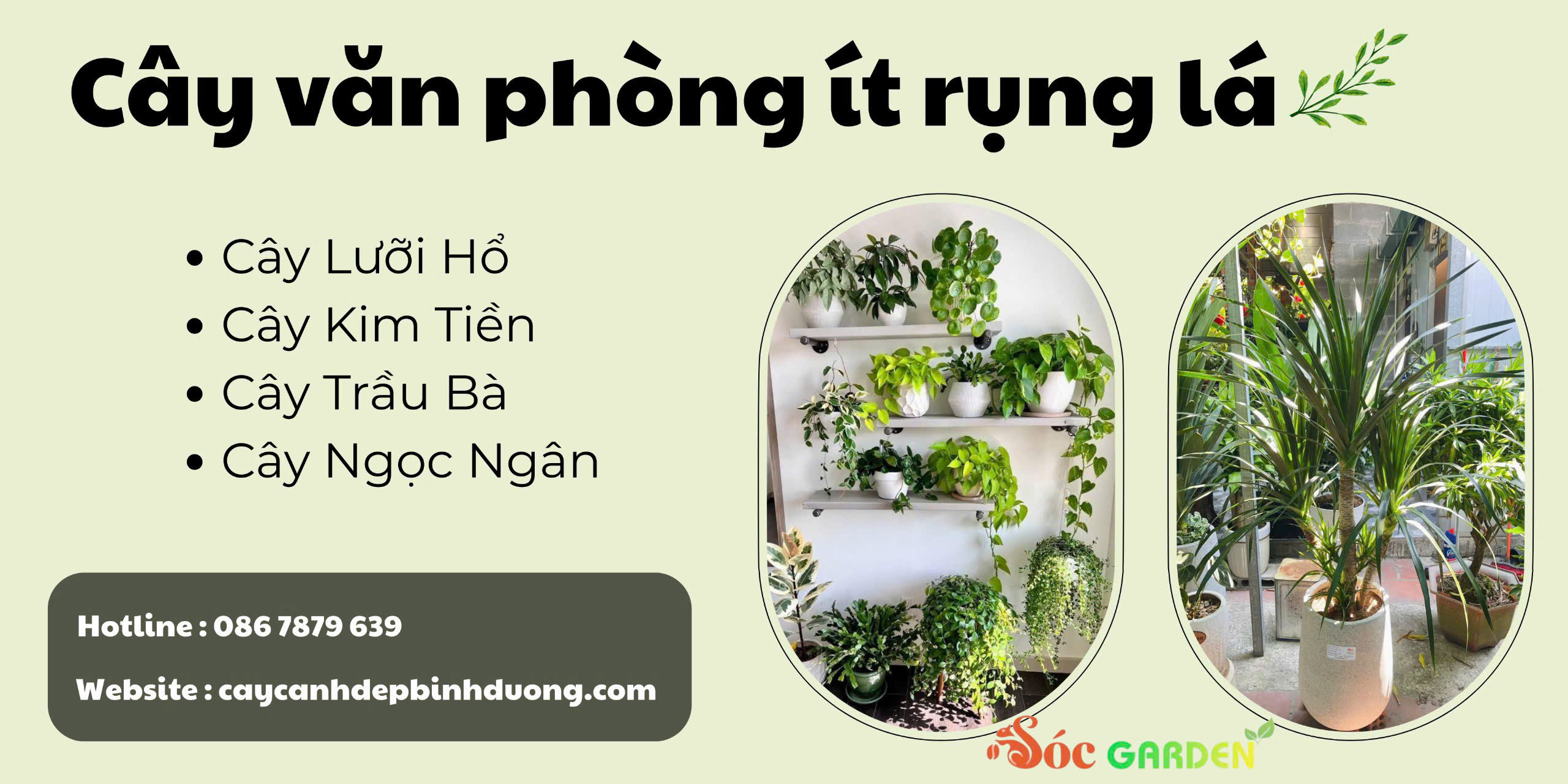 Cây văn phòng ít rụng lá
