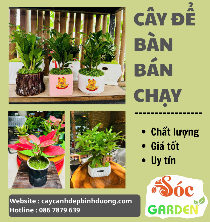 Cây xanh để bàn bán chạy