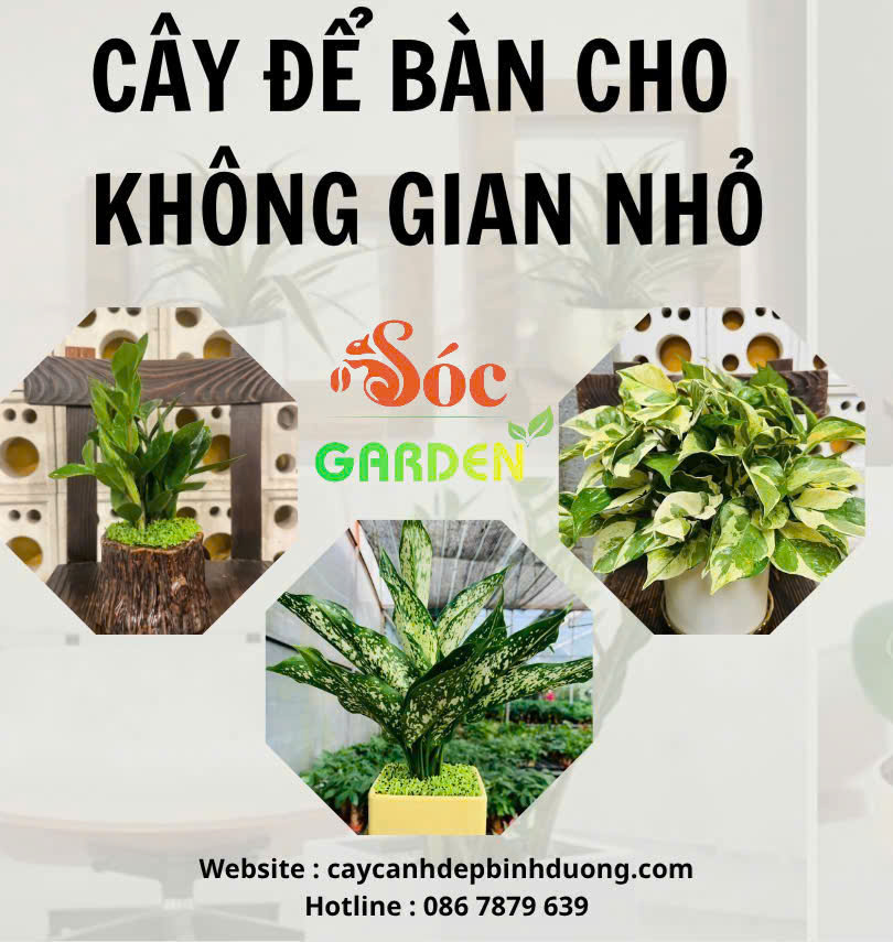 Cây để bàn hợp không gian nhỏ