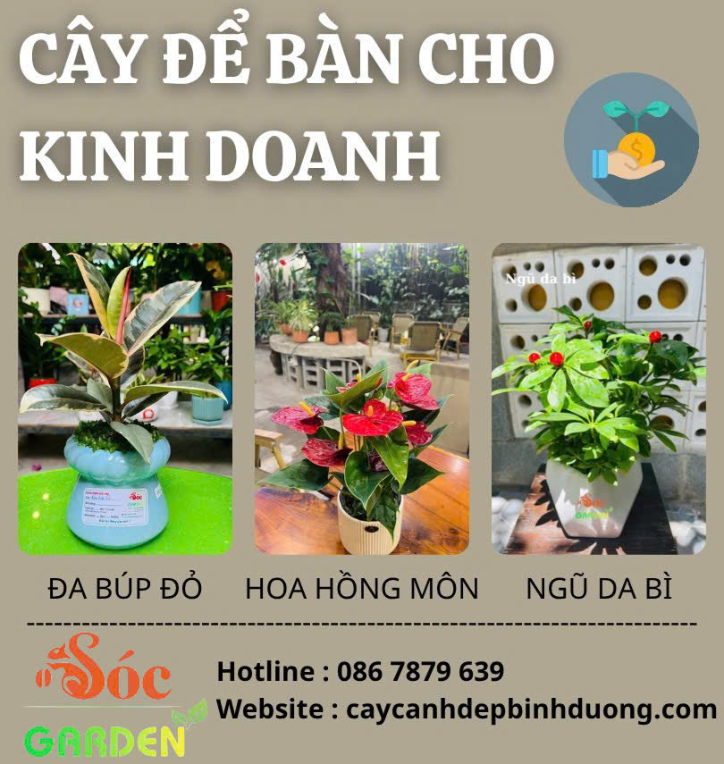 Cây để bàn phong thủy cho người kinh doanh