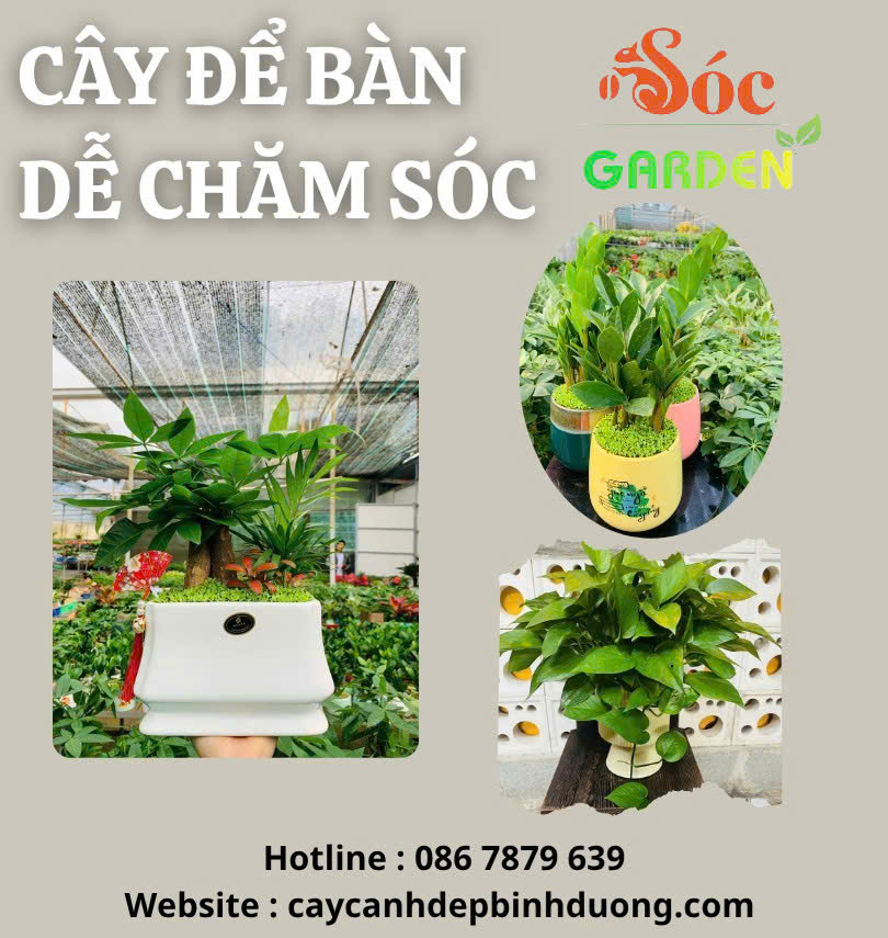 Cây để bàn dễ chăm sóc