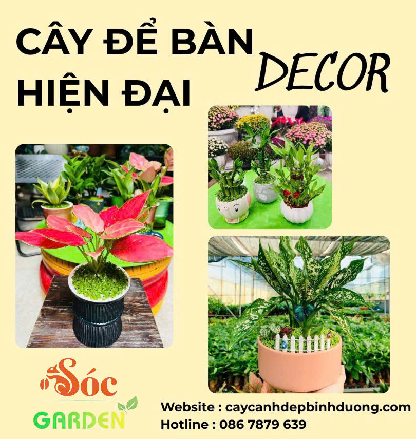 Cây phong thuỷ để bàn decor hiện đại