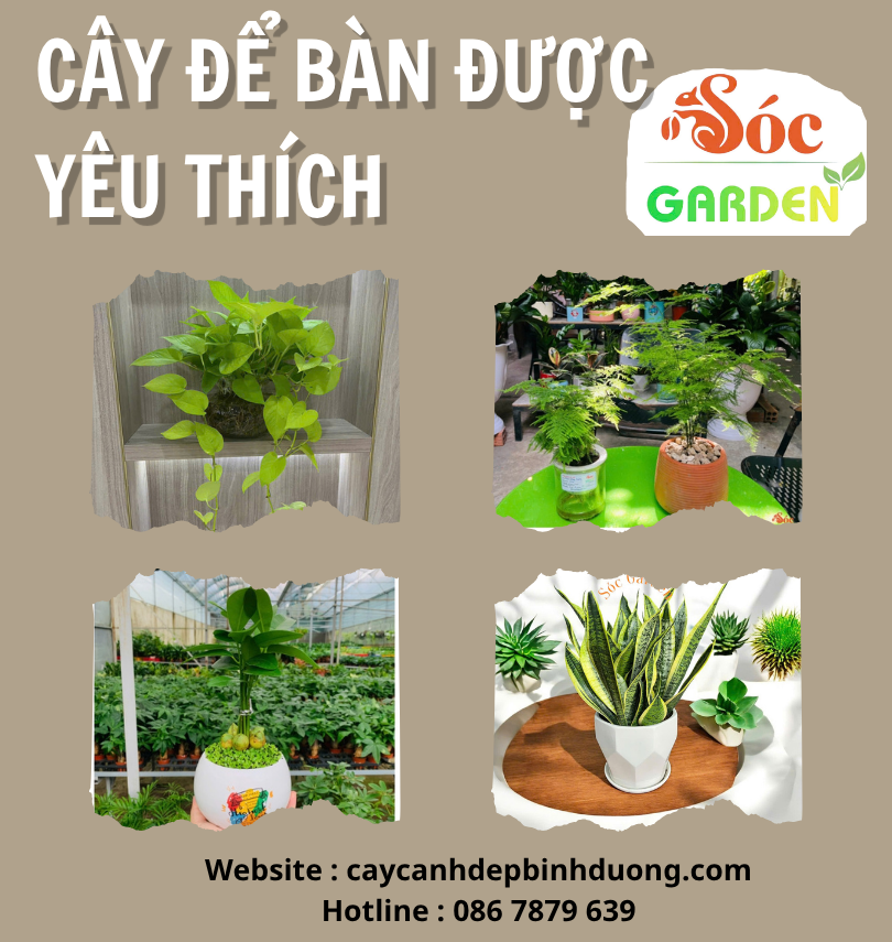 Cây để bàn được yêu thích nhất