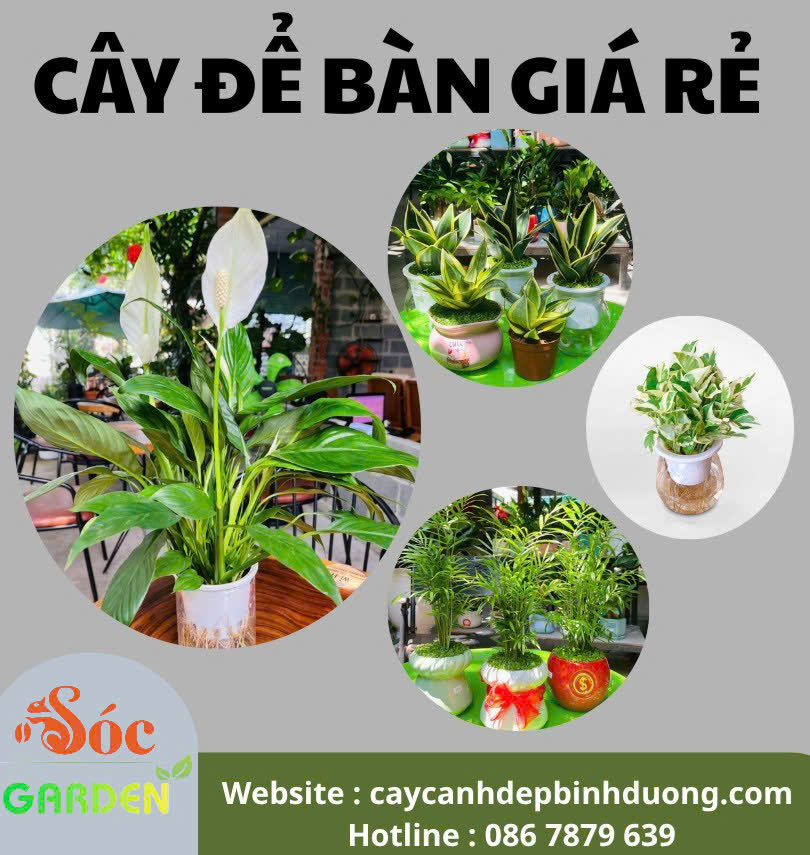 Cây xanh để bàn giá rẻ