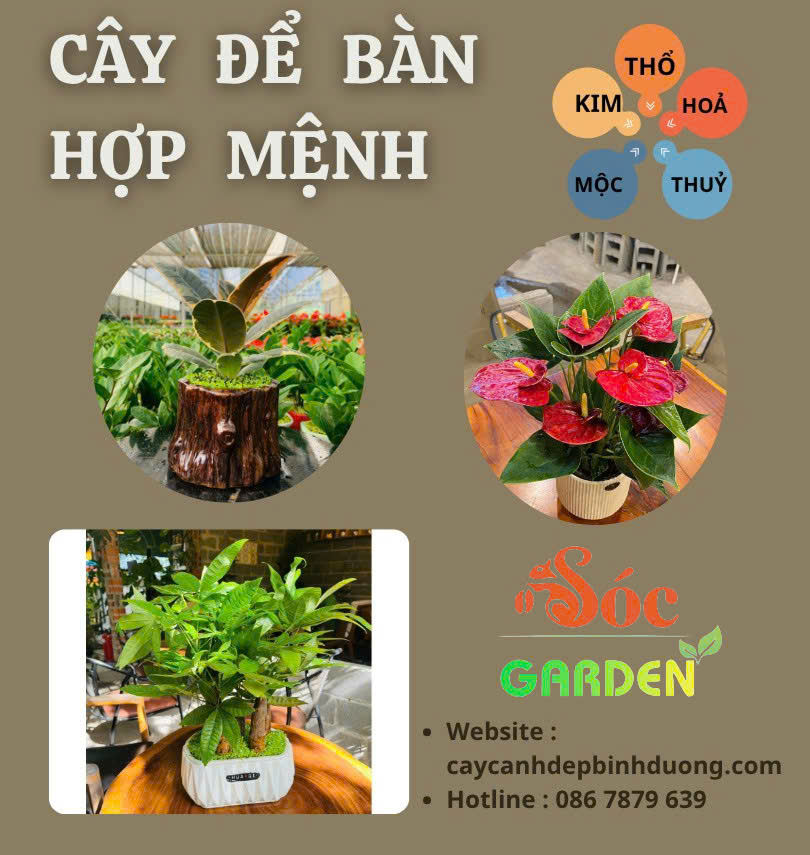Cây để bàn hợp mệnh