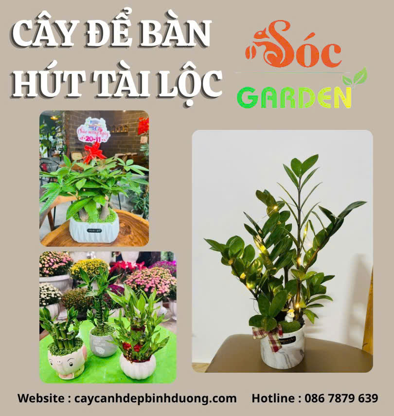 Cây để bàn phong thủy hút tài lộc