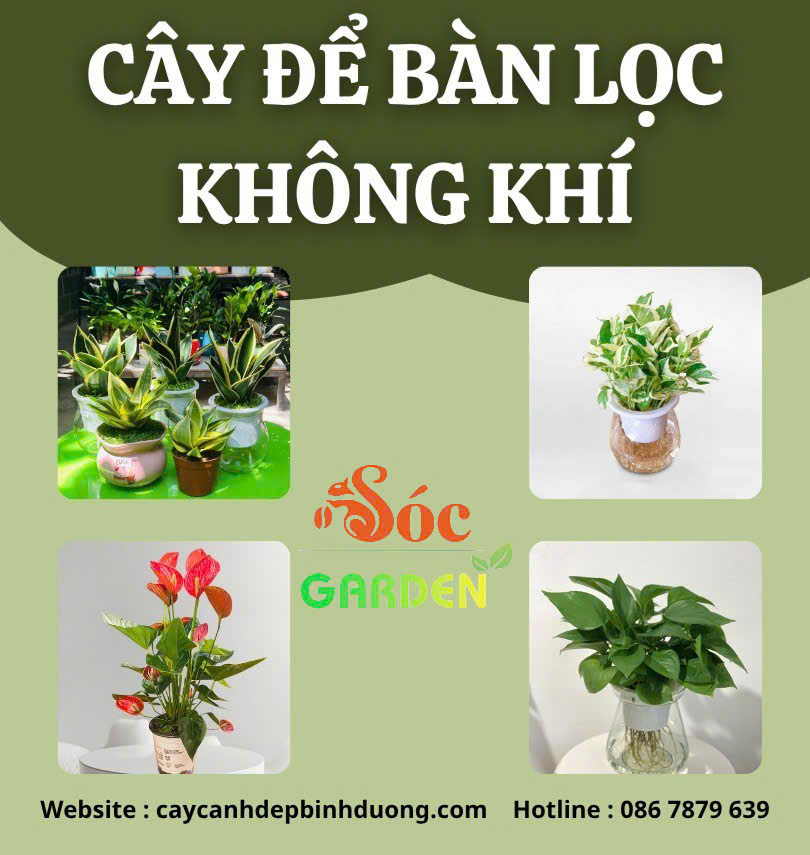 Cây để bàn lọc không khí
