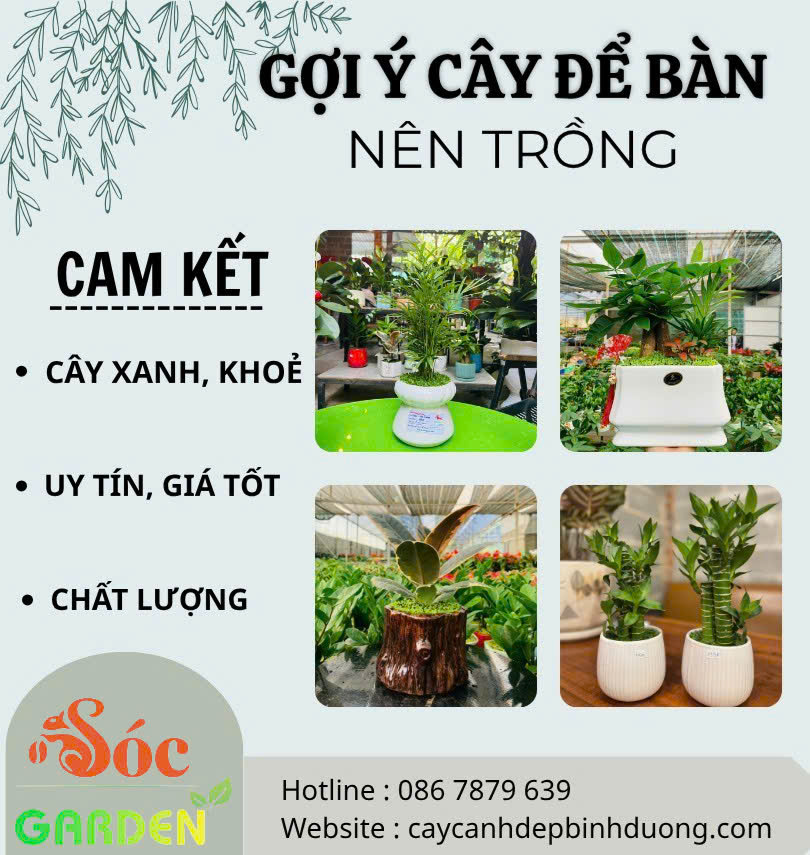 Gợi ý cây để bàn nên trồng