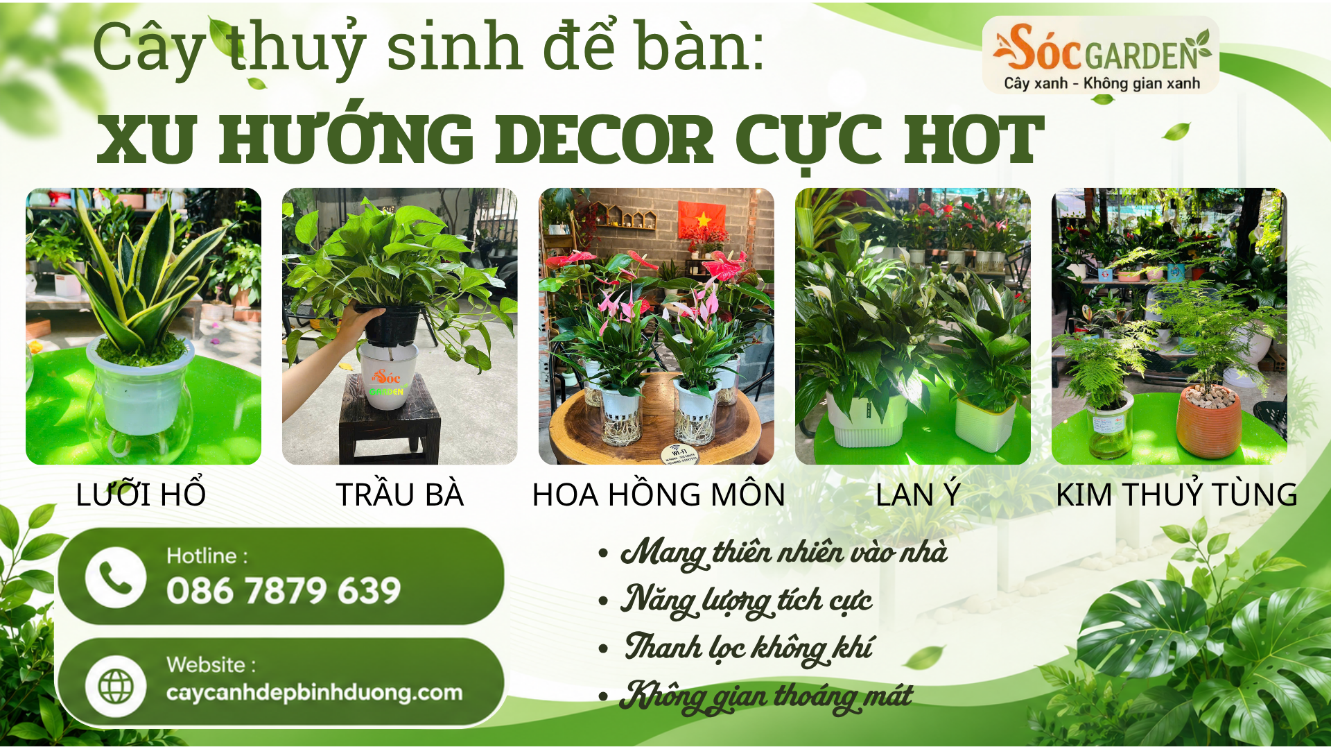 Cây thủy sinh để bàn : Xu hướng decor cực hot