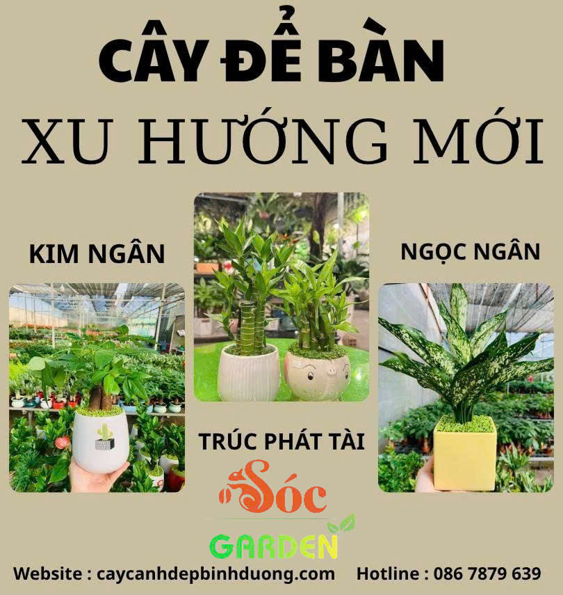 Cây để bàn xu hướng mới