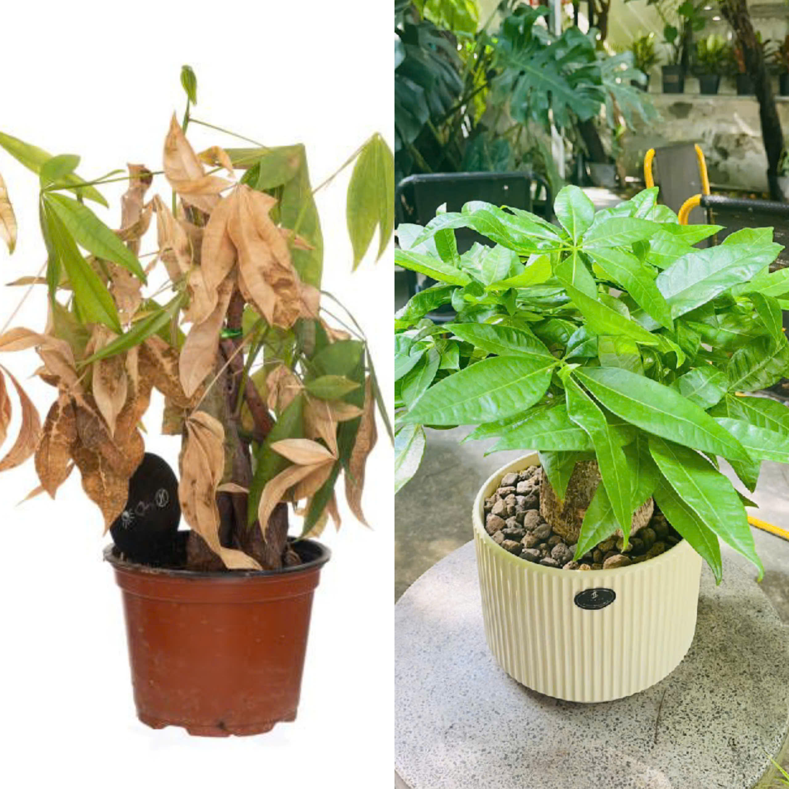 Cách chăm cây trong văn phòng máy lạnh