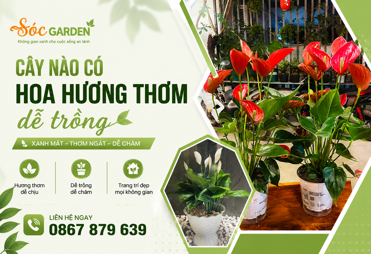 Cây nào có hoa hương thơm dễ trồng