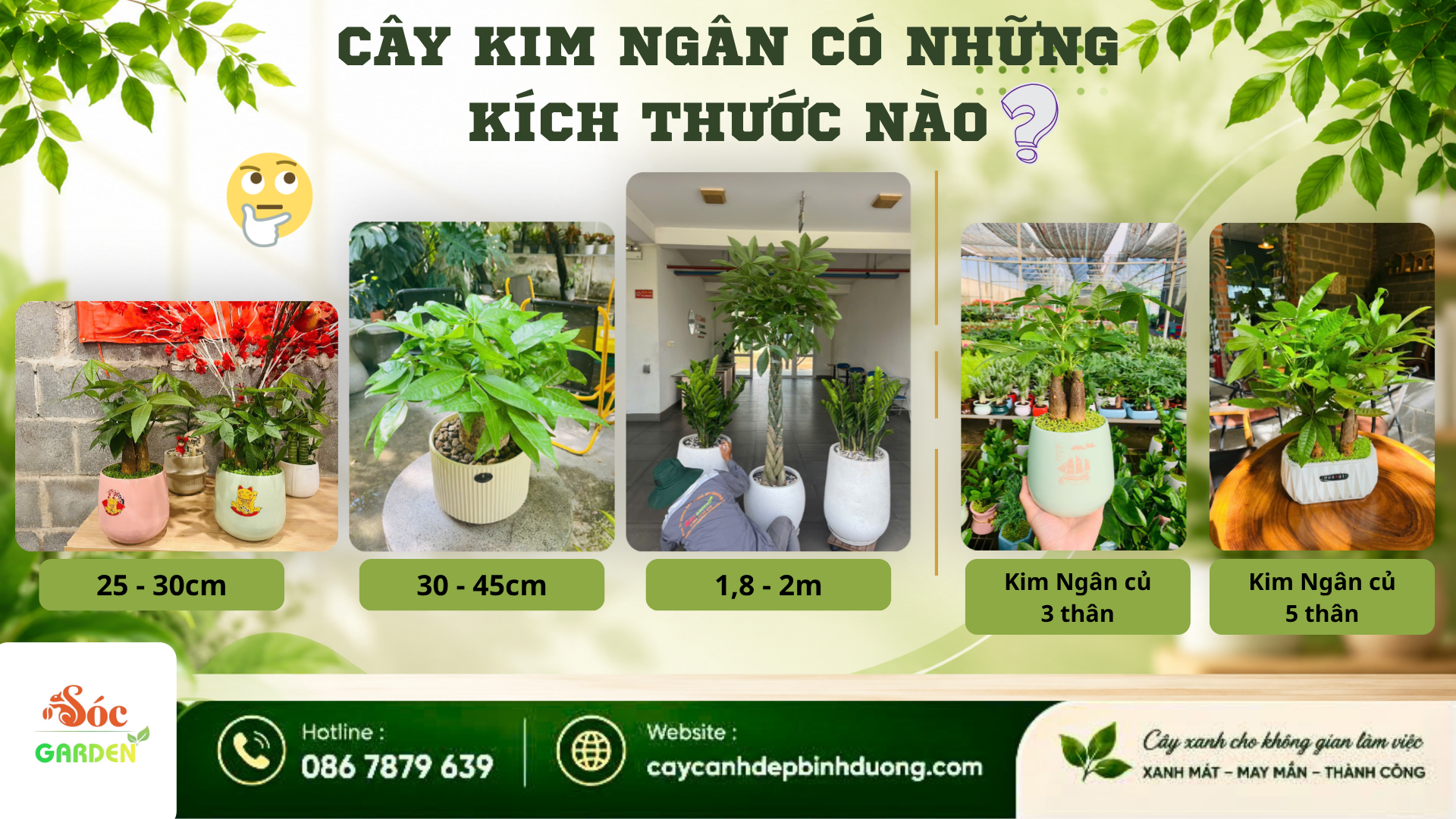 Cây Kim Ngân có những kích thước nào