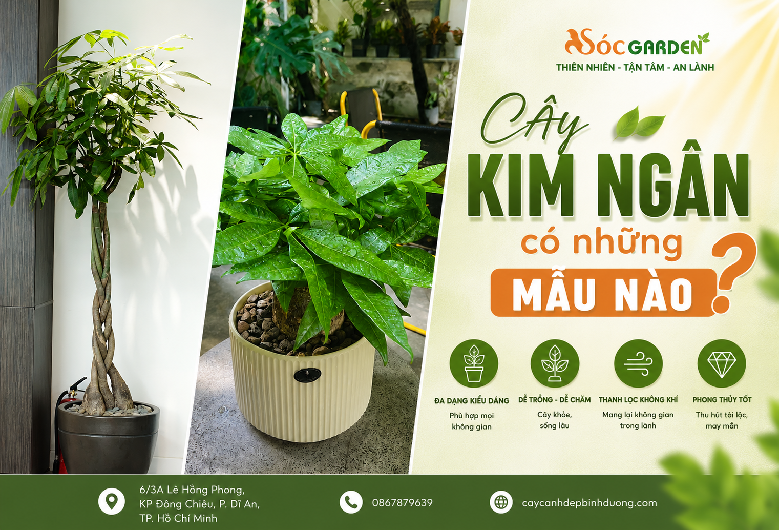 Cây Kim Ngân có những mẫu nào