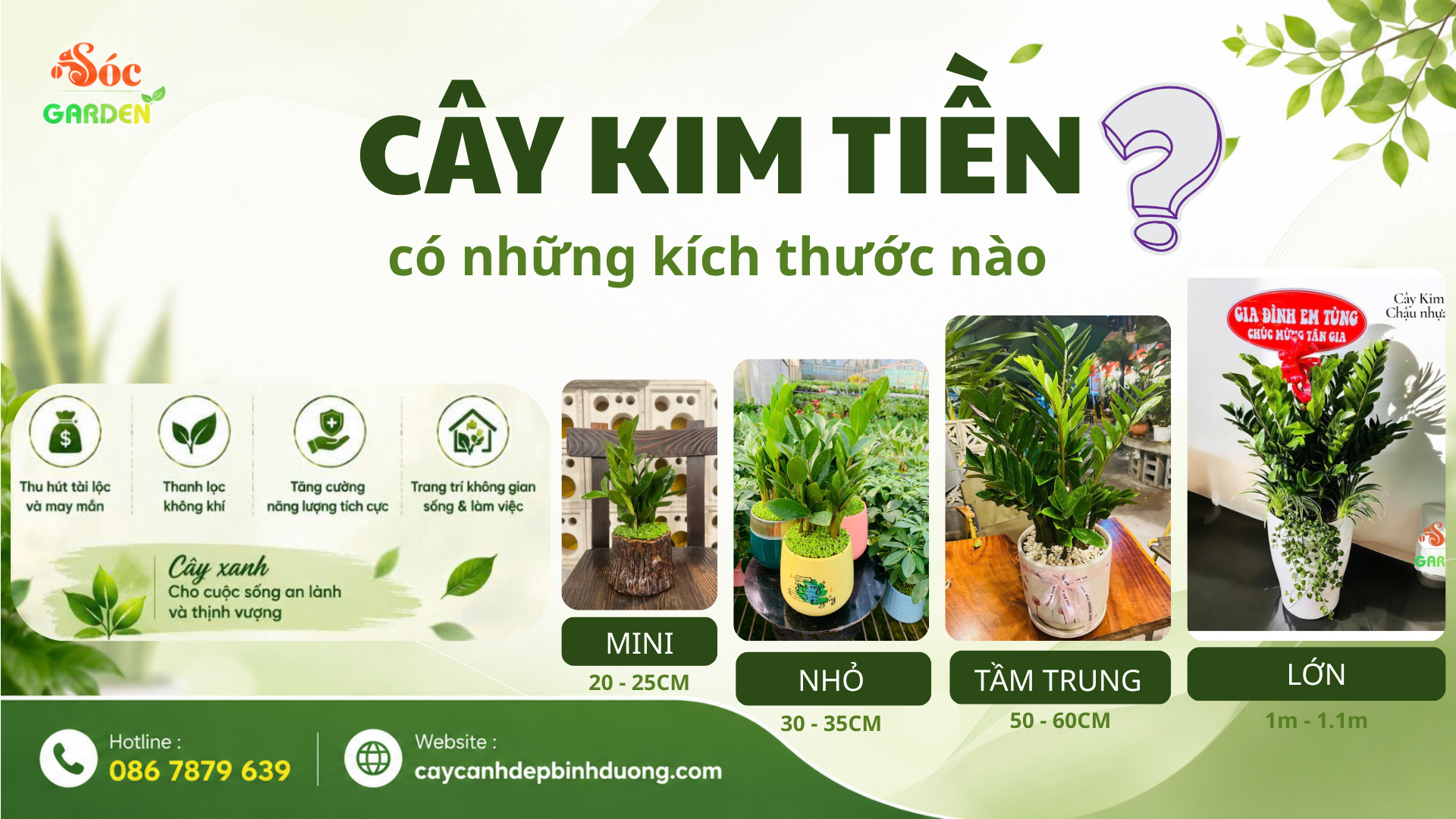 Cây Kim Tiền có những kích thước nào