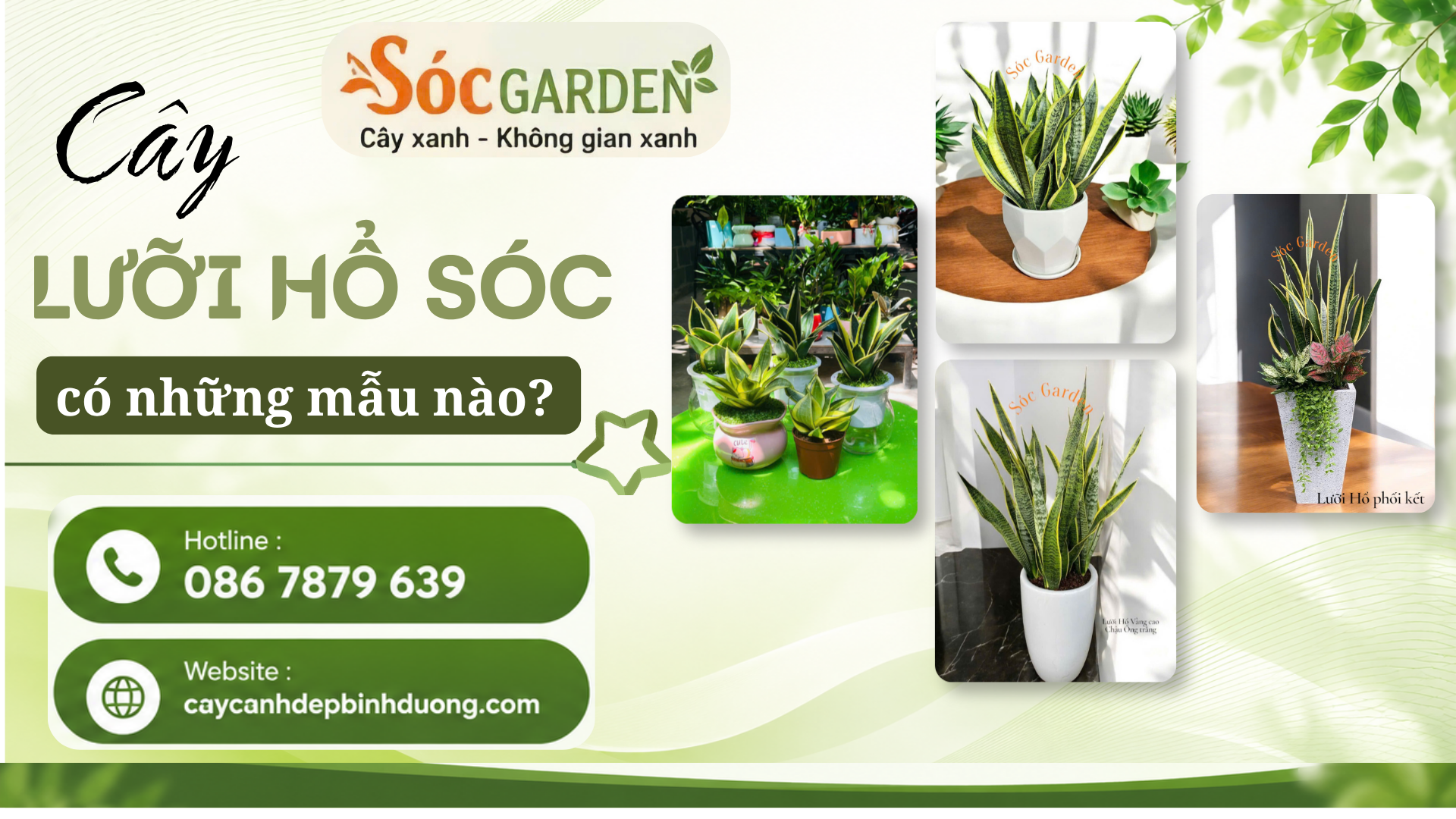 Cây Lưỡi Hổ Sóc có những mẫu nào