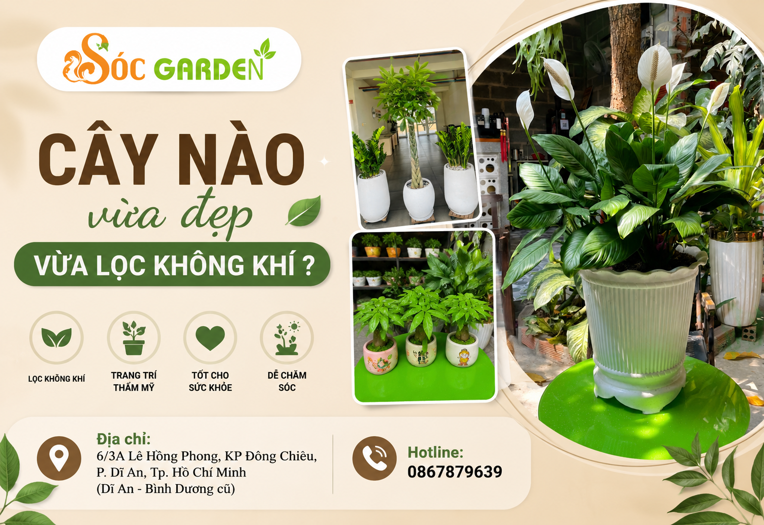 Cây nào vừa đẹp vừa lọc không khí ? 