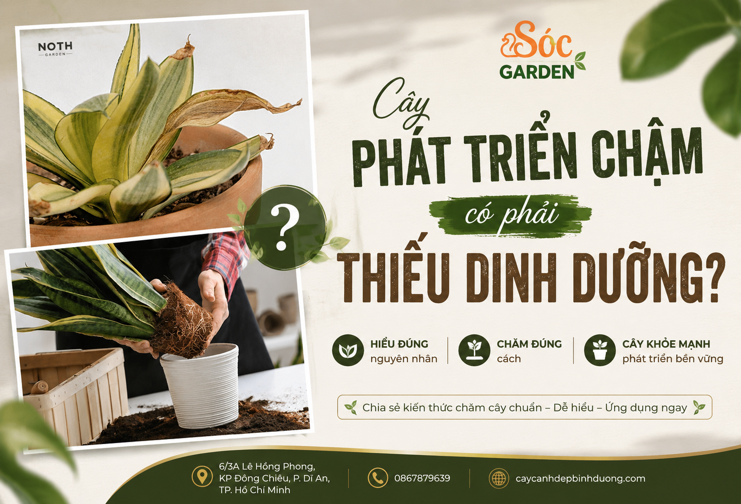 Cây phát triển chậm có phải thiếu dinh dưỡng?