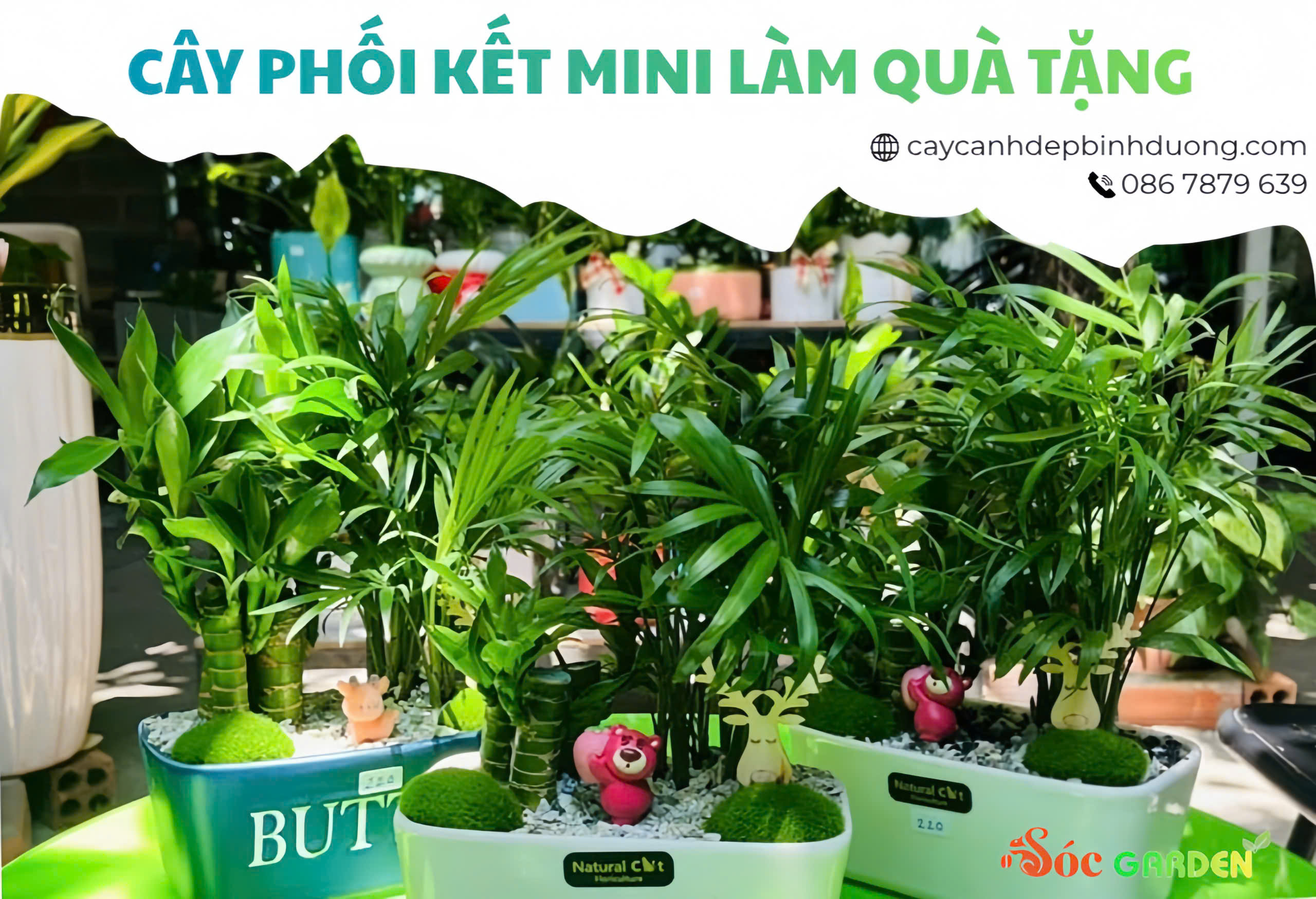 Địa Chỉ Cây Cảnh Uy Tín Tại Dĩ An·