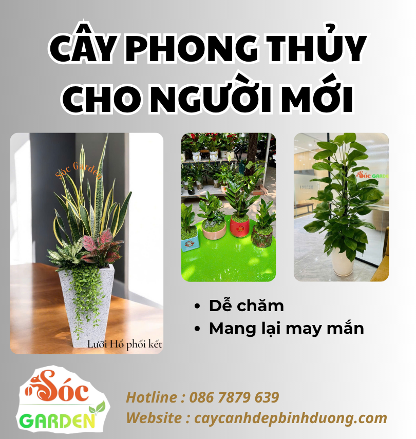Cây phong thuỷ cho người mới chơi 