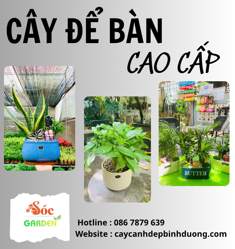 Cây phong thuỷ để bàn cao cấp