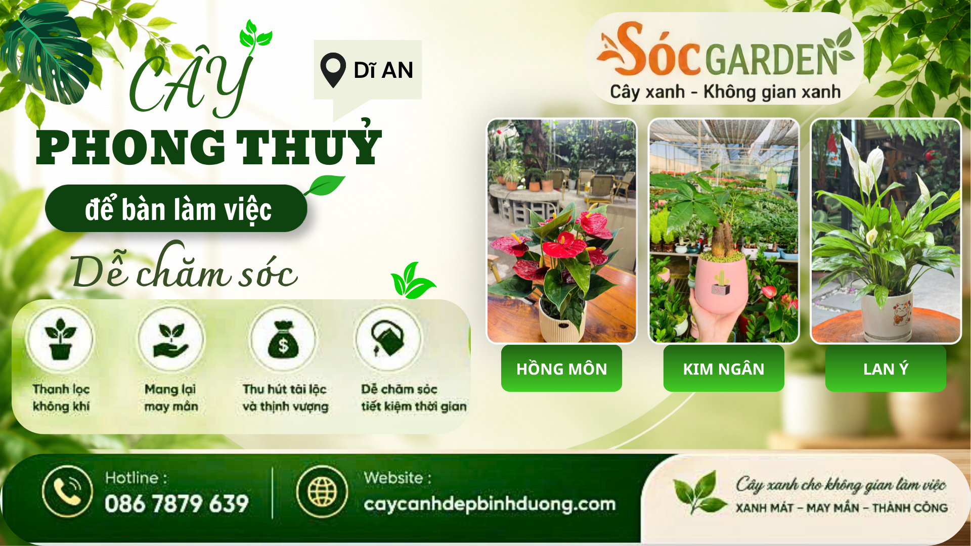 Cây phong thủy để bàn làm việc dễ chăm sóc