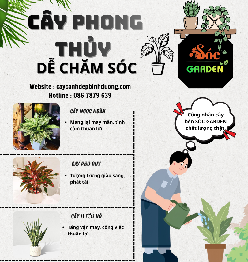 Cây phong thuỷ dễ chăm sóc cho ngươi mới