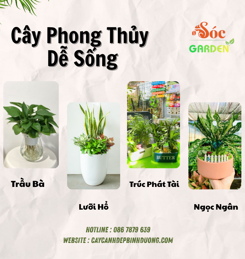Cây phong thủy dễ sống