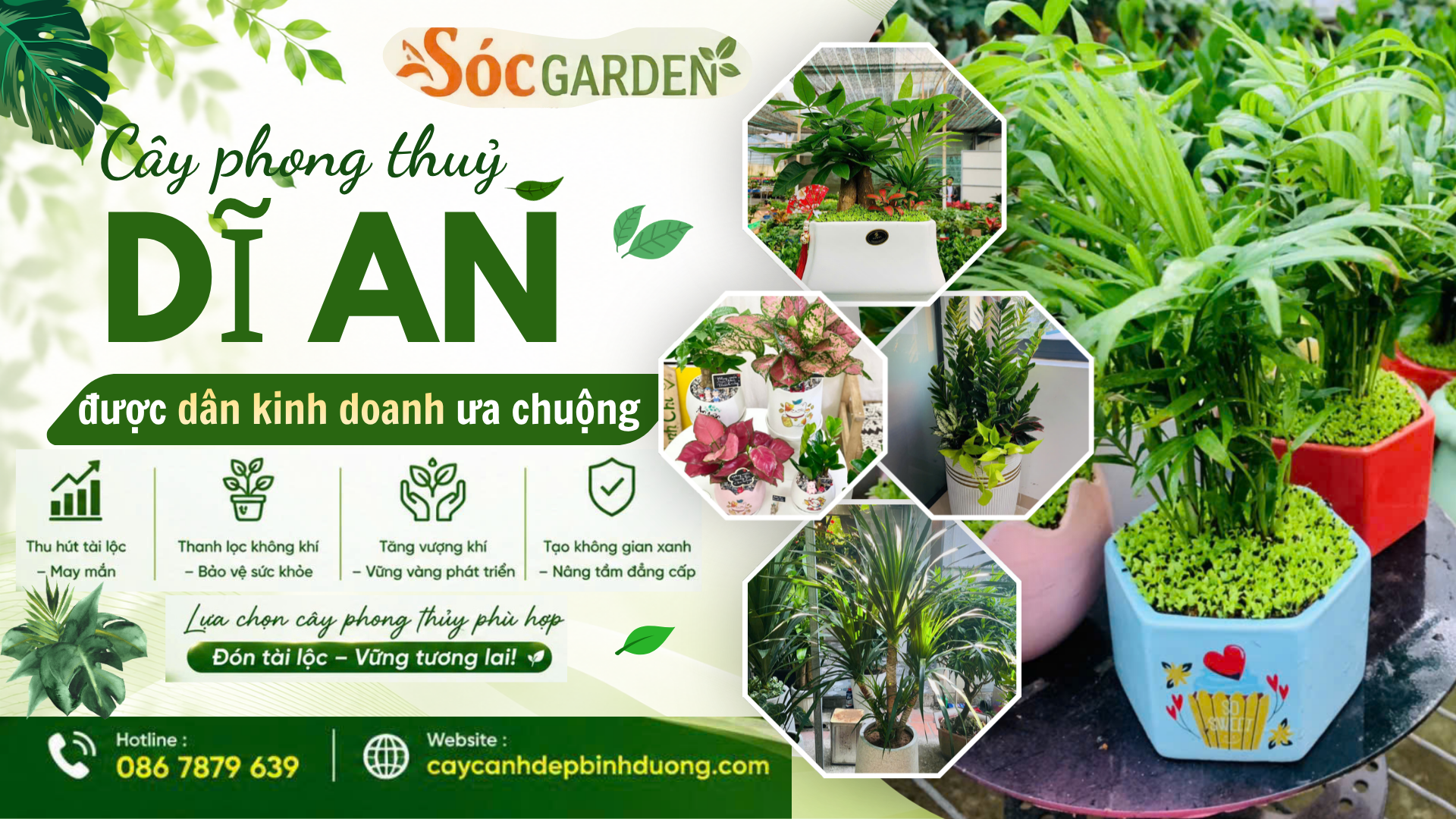 Cây phong thủy Dĩ An được dân kinh doanh ưa chuộng