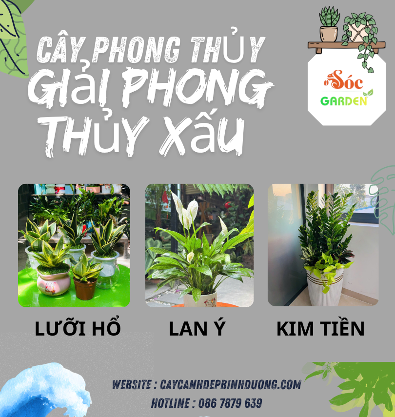 Cây phong thuỷ hóa giải phong thủy xấu