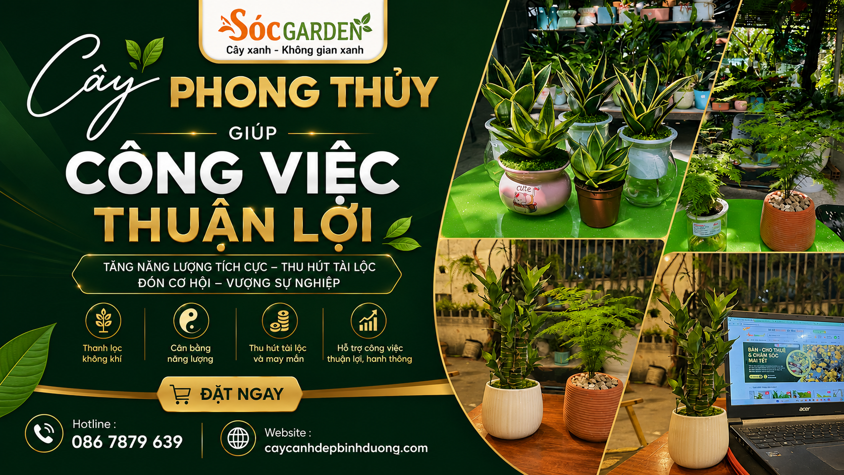 Cây phong thủy giúp công việc thuận lợi