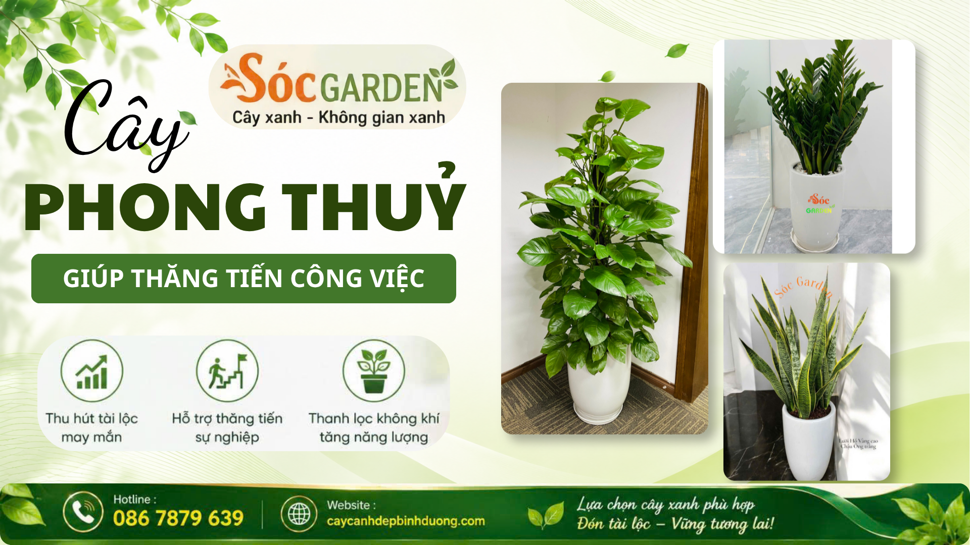 Cây phong thủy giúp thăng tiến công việc