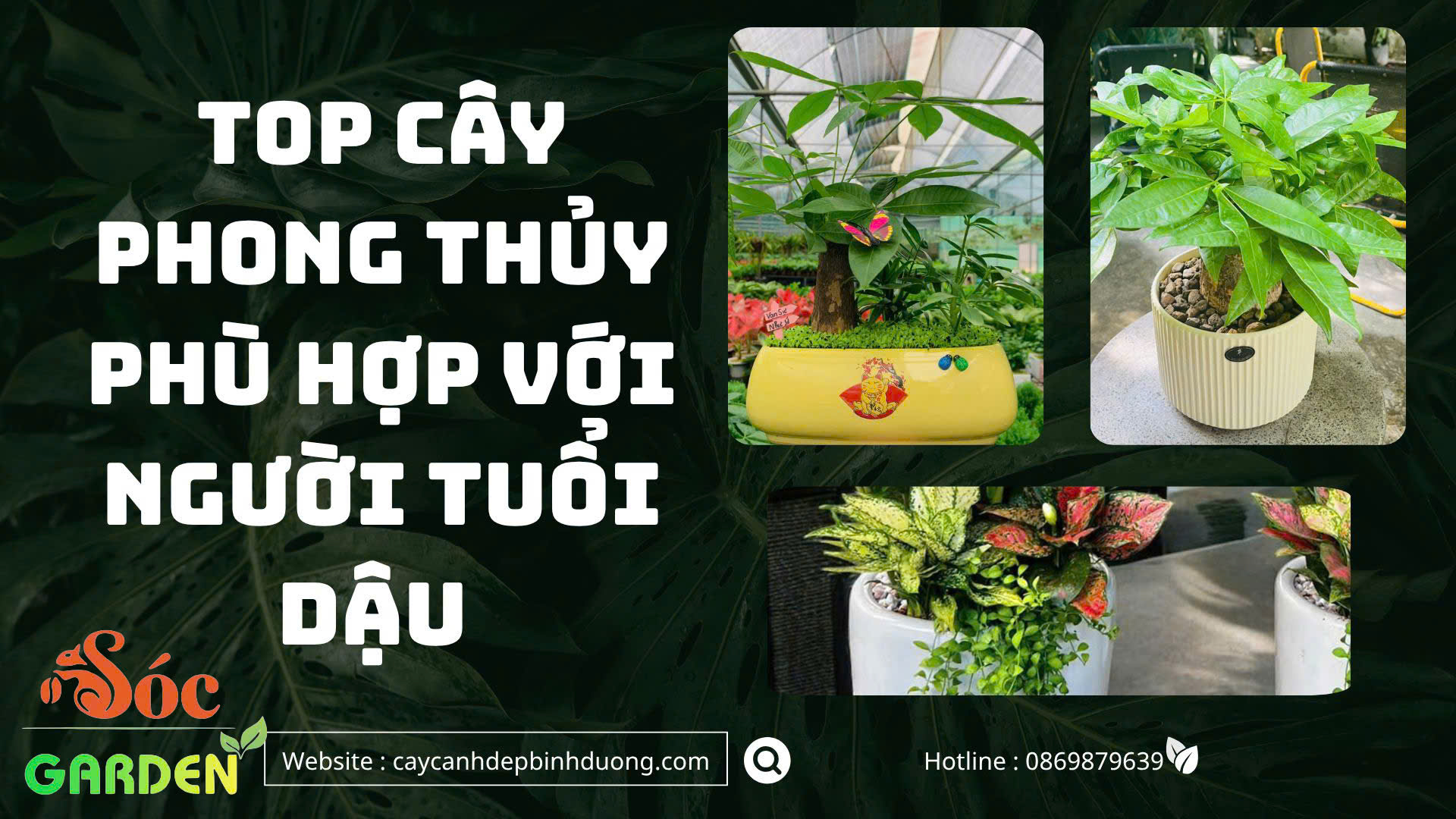 Gợi ý cây phong thuỷ hợp tuổi Dậu 