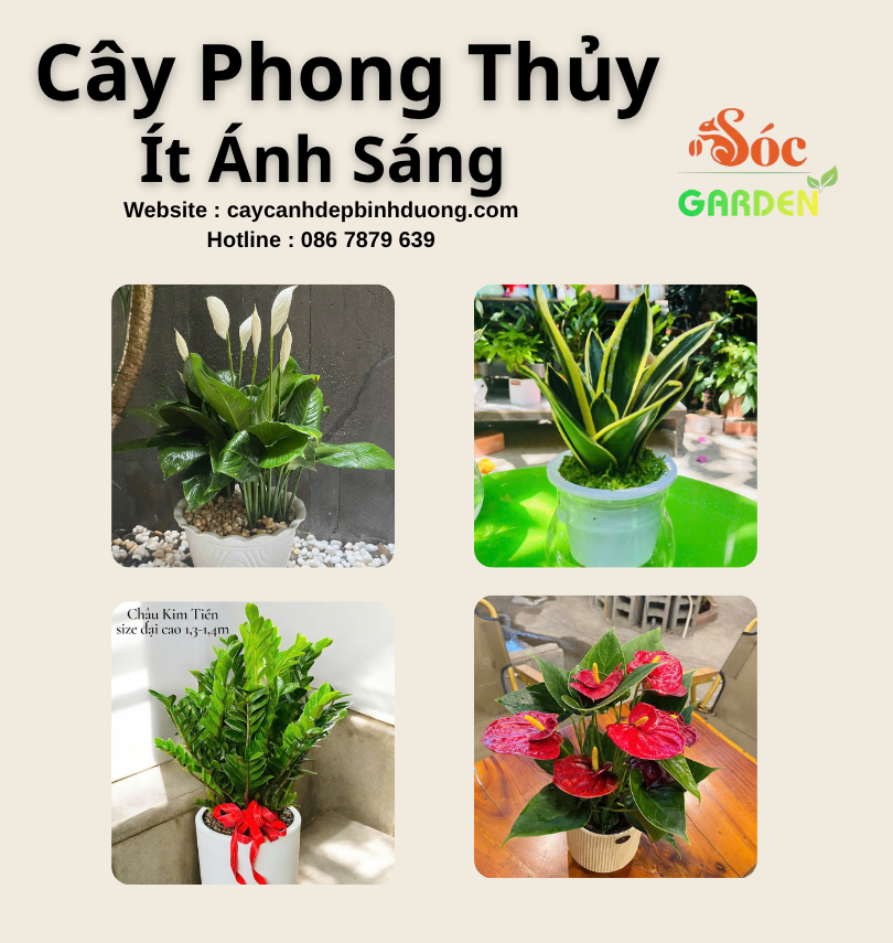 Cây phong thuỷ ít ánh sáng 