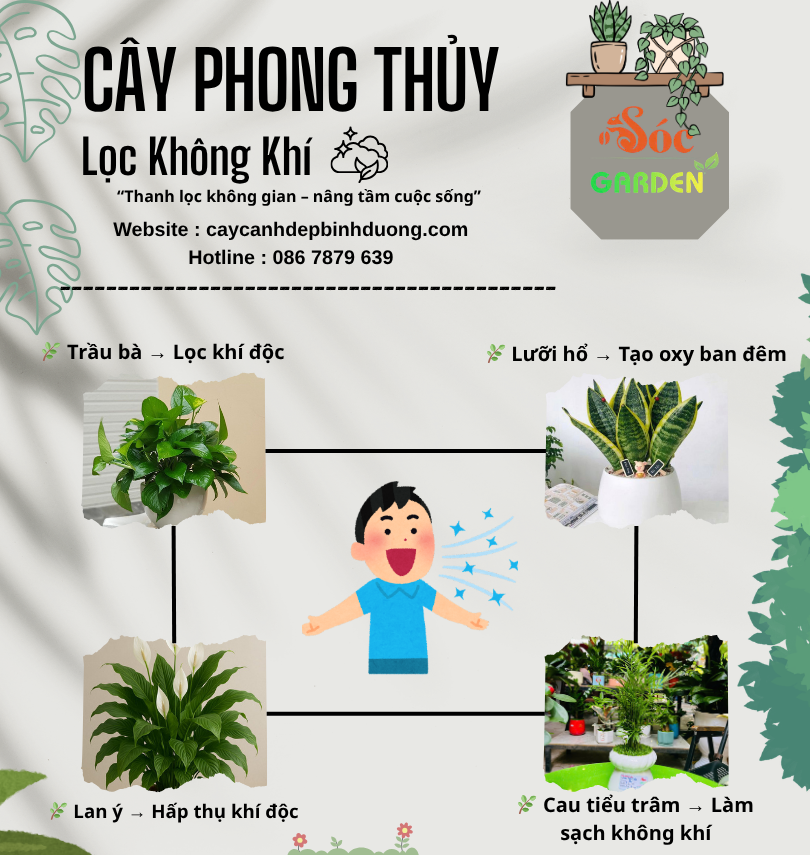Cây phong thủy lọc không khí 