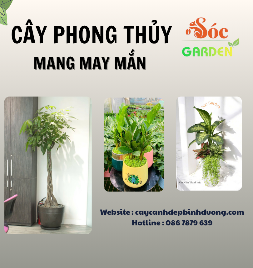 Cây phong thuỷ mang ý nghĩa may mắn 